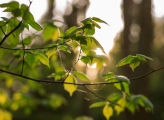 close up of branch and leaves in Lithuanian forest